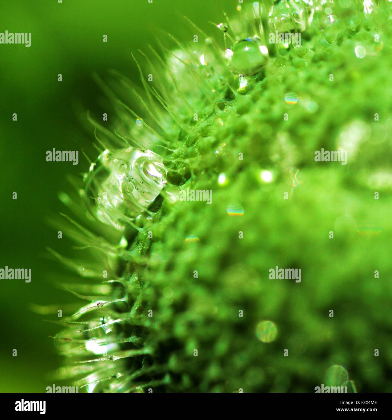 Mohnblume mit Regen fällt - Makro Stockfoto