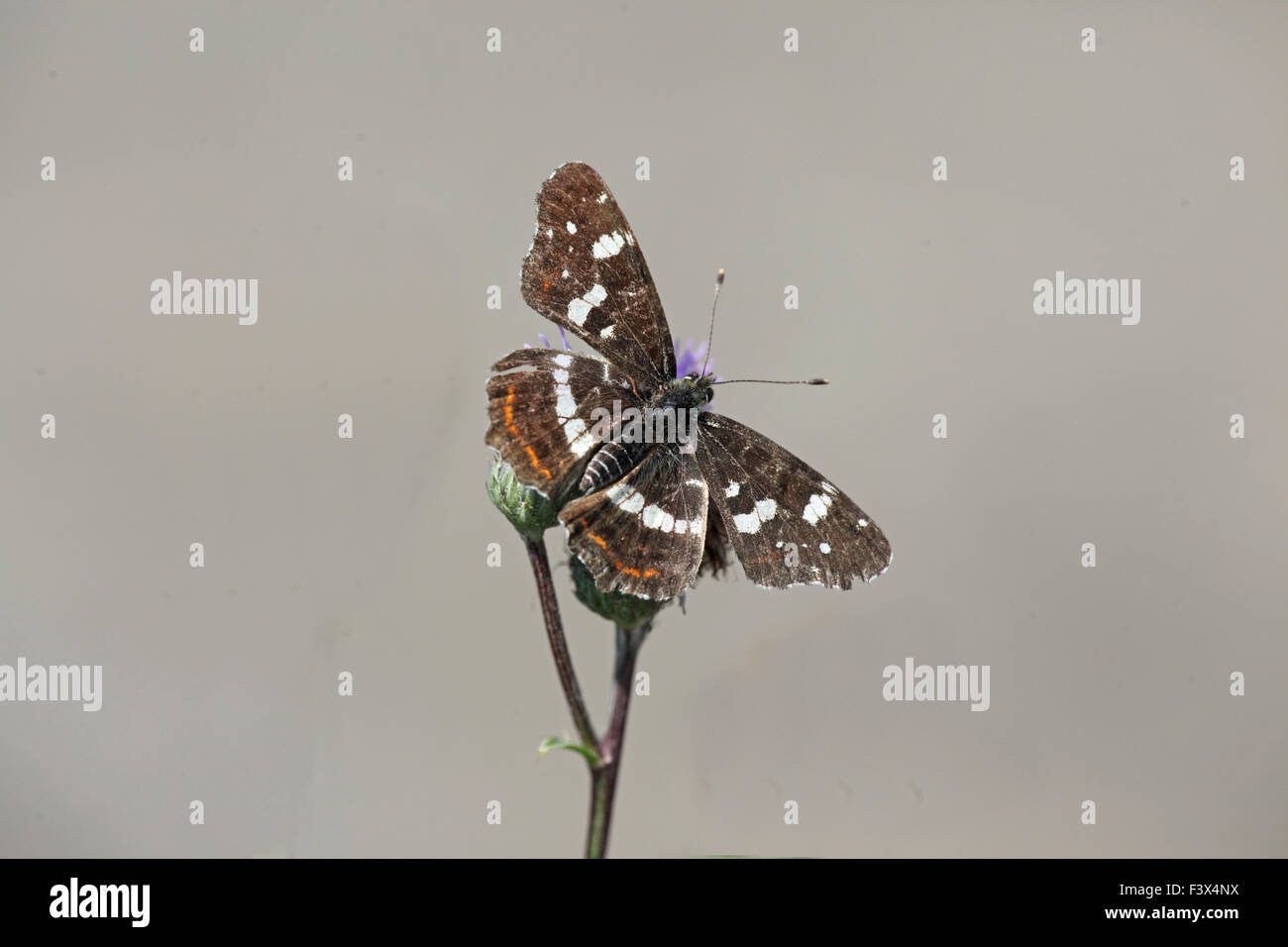 Einnahme von Nektar aus Distel Ungarn Juni 2015 Stockfoto