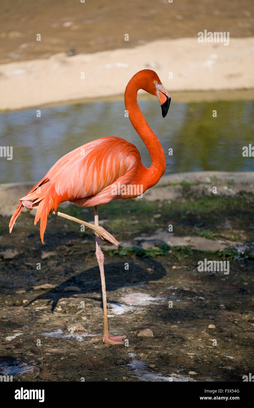 Rosa flamingo Stockfoto