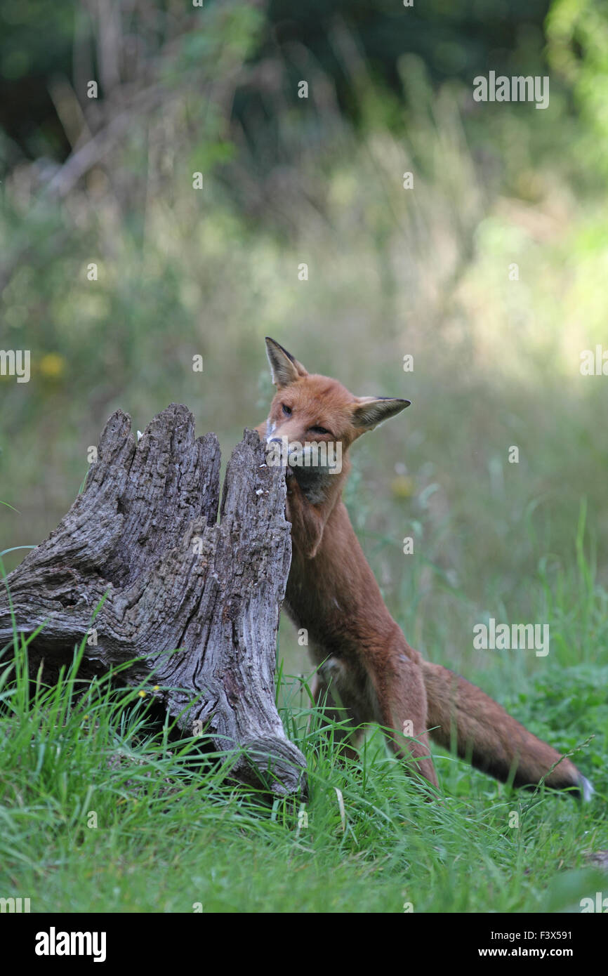 Rotfuchs Vulpes Vulpes Hund auf der Suche nach Nahrung in Toten Baumstumpf Stockfoto