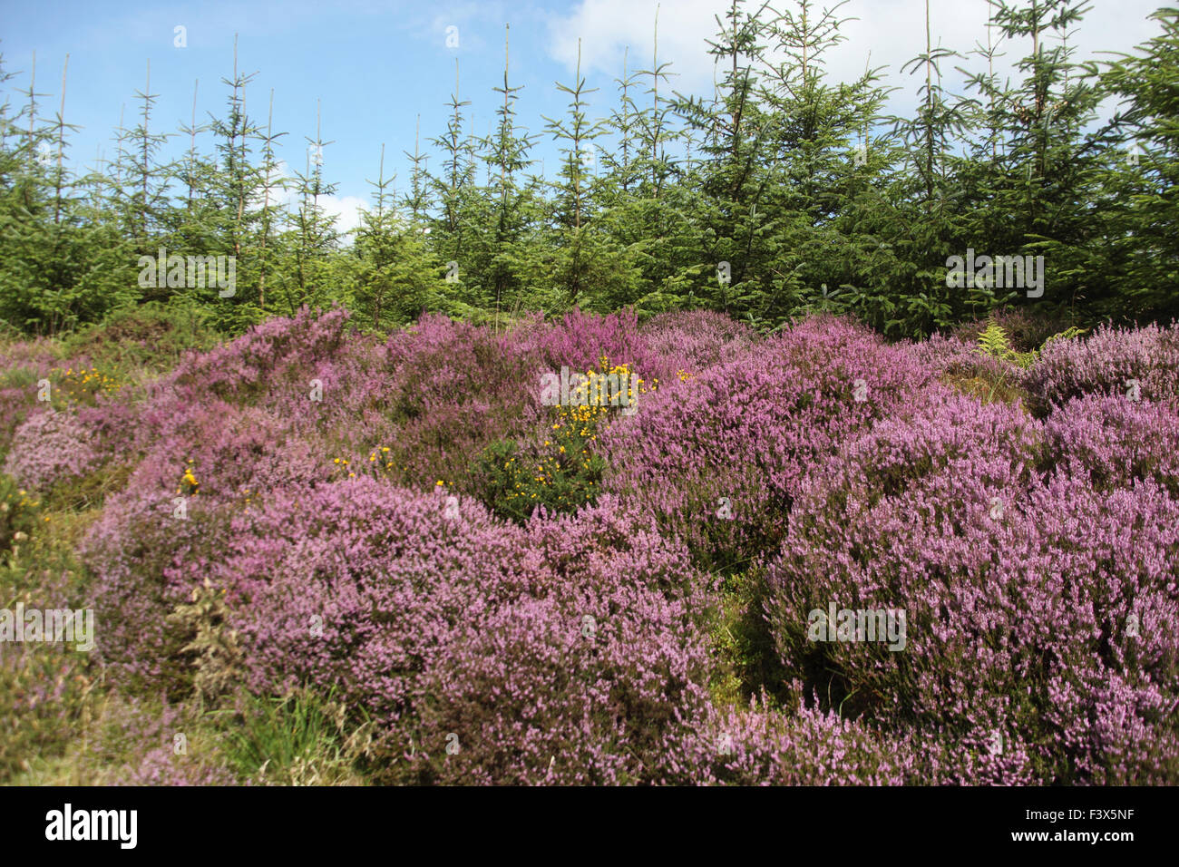 Heather Calluna Vulgaris blühen am Rand der Nadelbaum Plantage Stockfoto