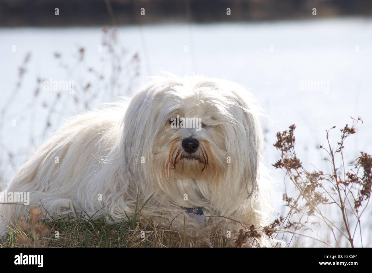 Hund sitzt auf einem Grashügel Stockfoto