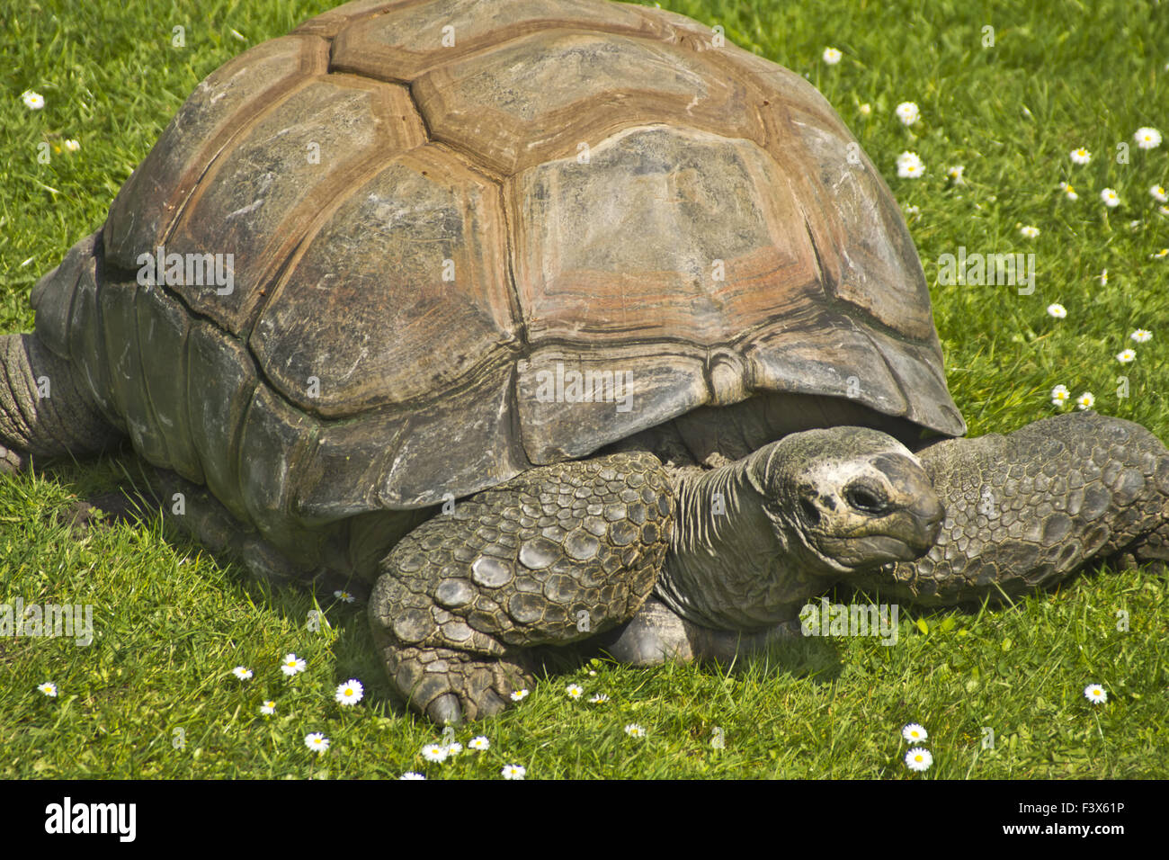 Riesenschildkröte Stockfoto