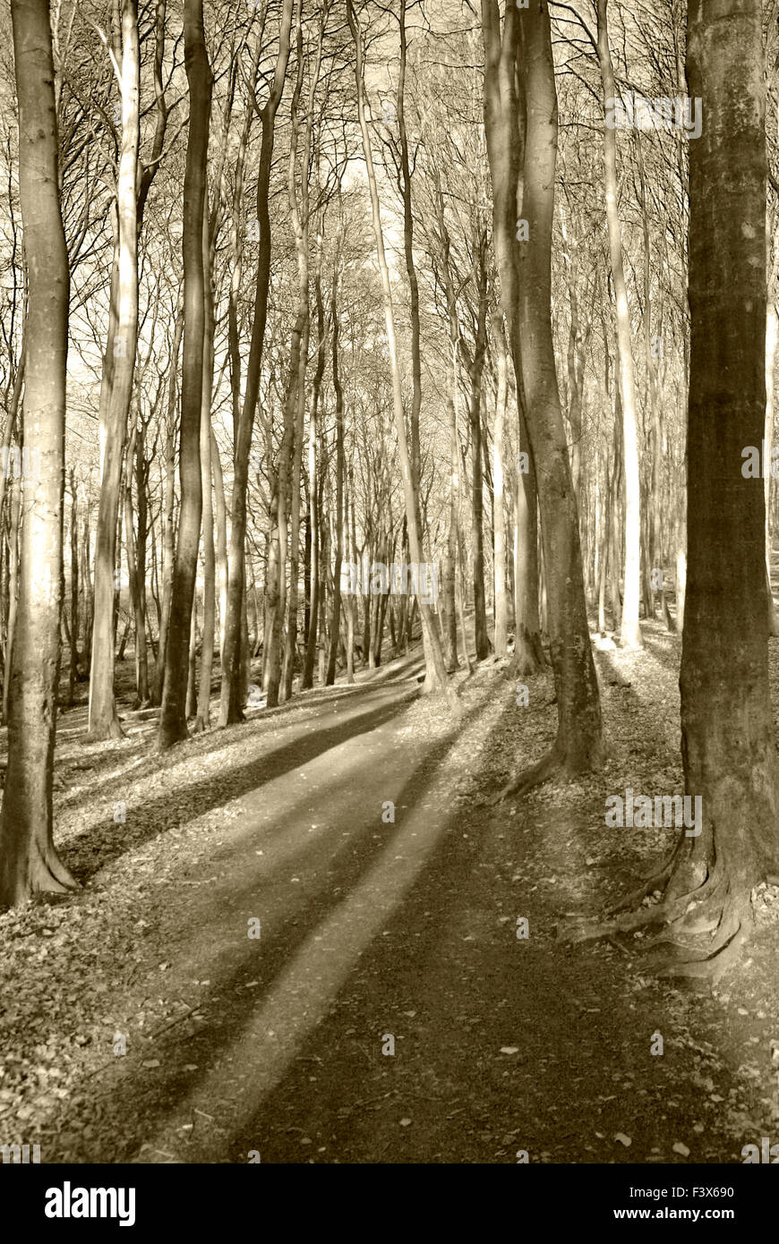 Beech Grove Stockfoto
