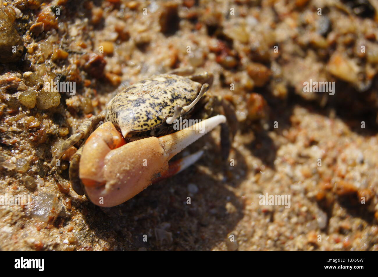 Single-Clamp Krabbe Stockfoto