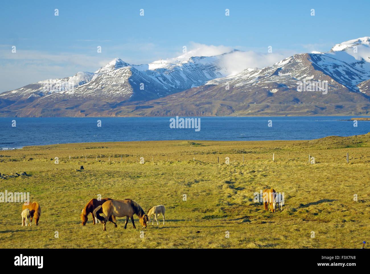 Icelandc Pferde Stockfoto