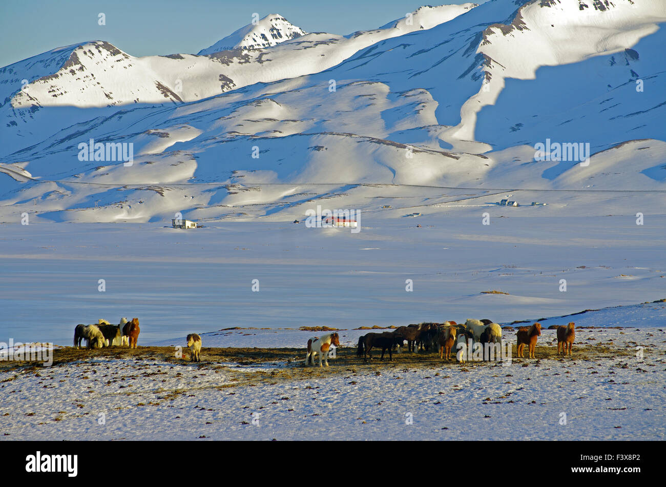 Islandpferde im Winter Stockfoto