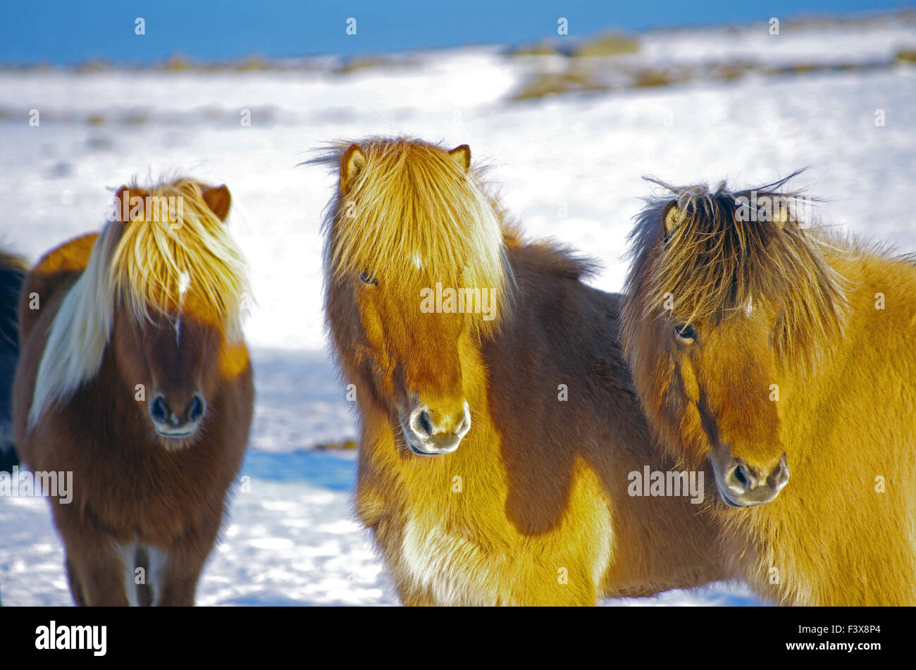 Wahre Isländer Stockfoto