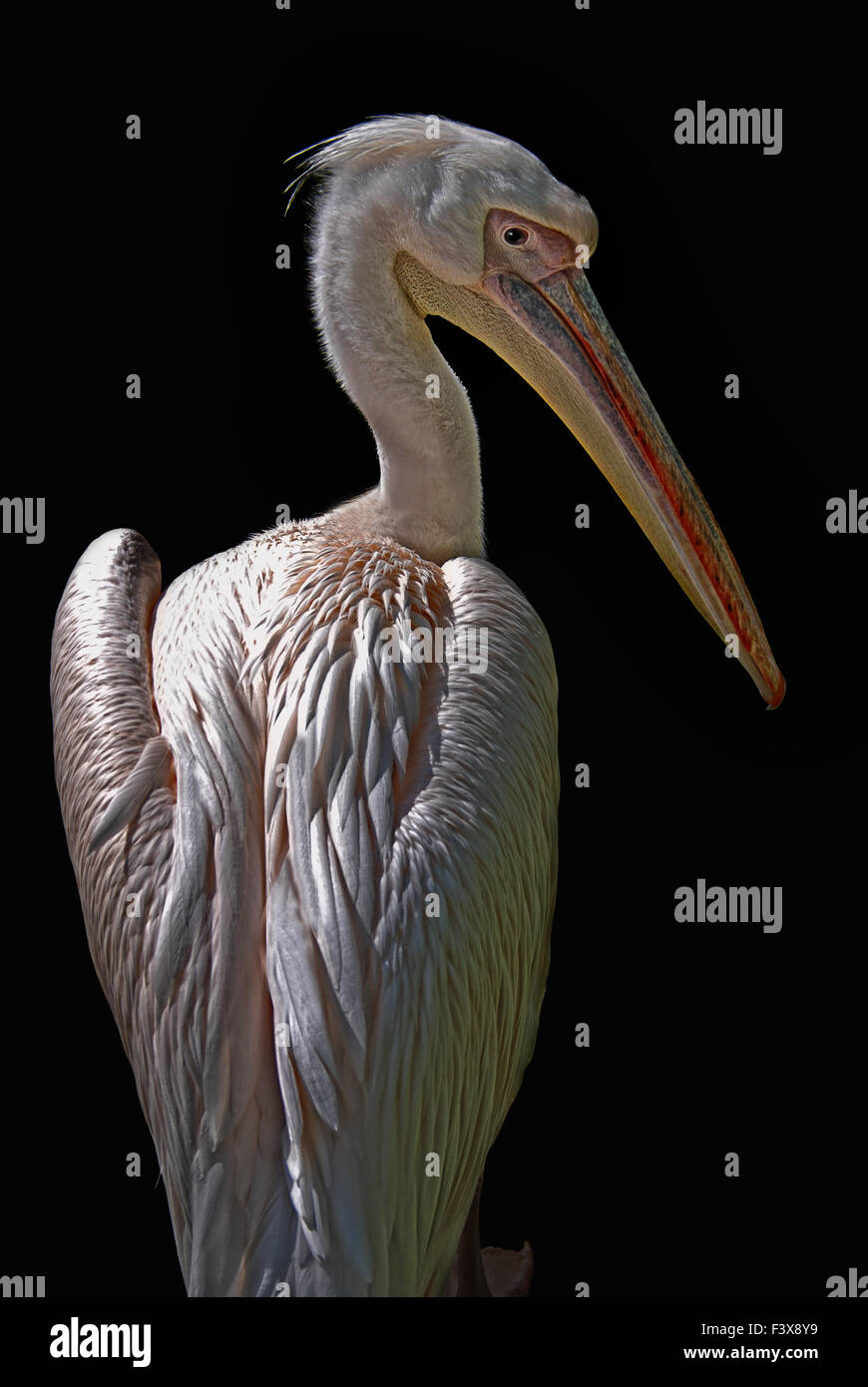 Pelicano Stockfoto