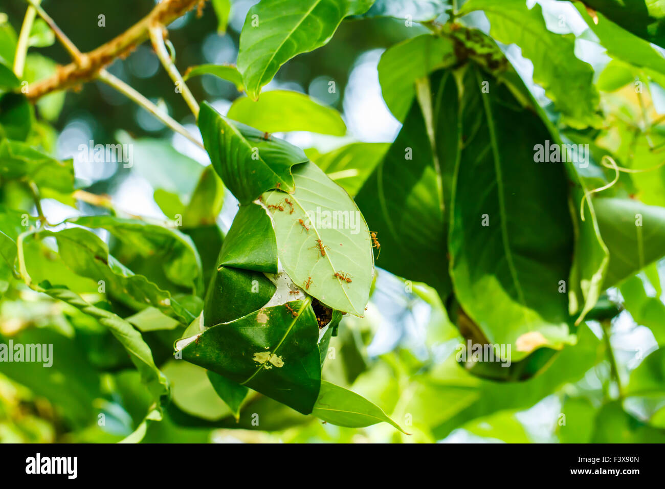 Nest der roten Ameisen Stockfoto