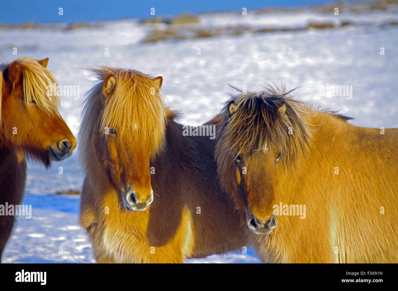 drei Islandpferde Stockfoto