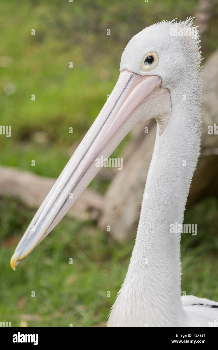 Australischer Pelikan Stockfoto