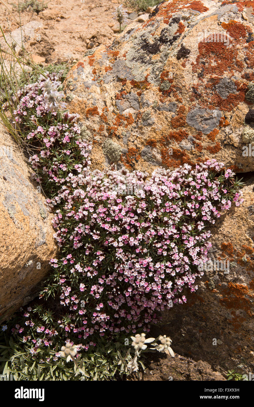 Indien, Jammu & Kashmir, Ladakh, Leh, Rosa Azalee Alpine Blumen, Kalmia Procumbens, in felsigen Lebensraum Stockfoto