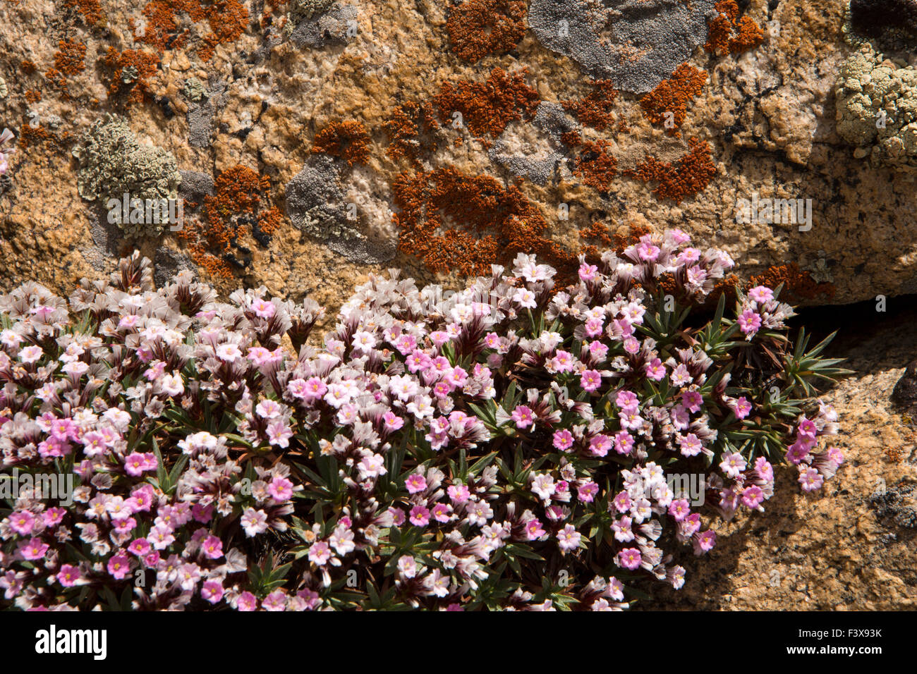 Indien, Jammu & Kashmir, Ladakh, Leh, Rosa Azalee Alpine Blumen, Kalmia Procumbens, in felsigen Lebensraum Stockfoto