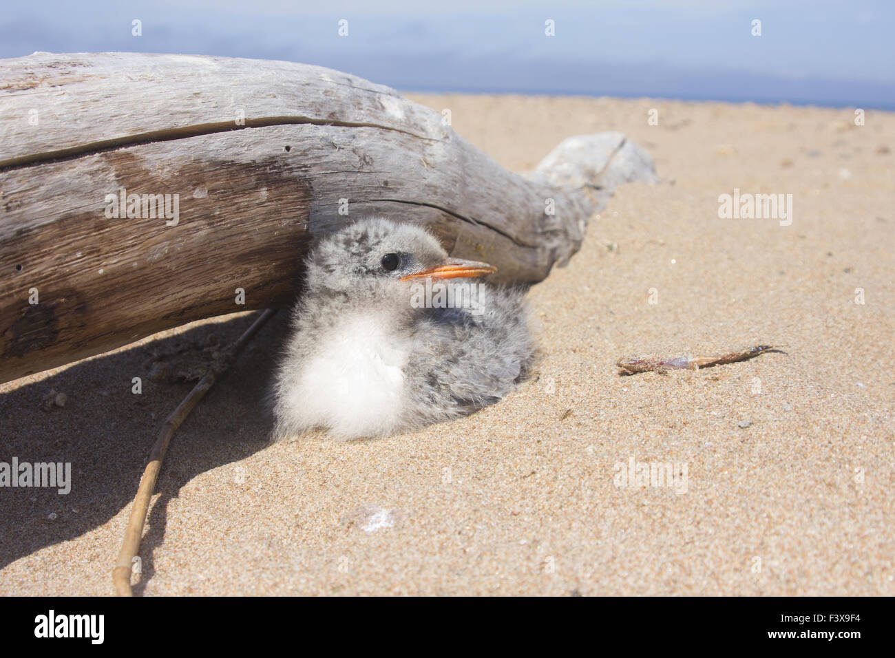 Hübsches Babyvogel Stockfoto