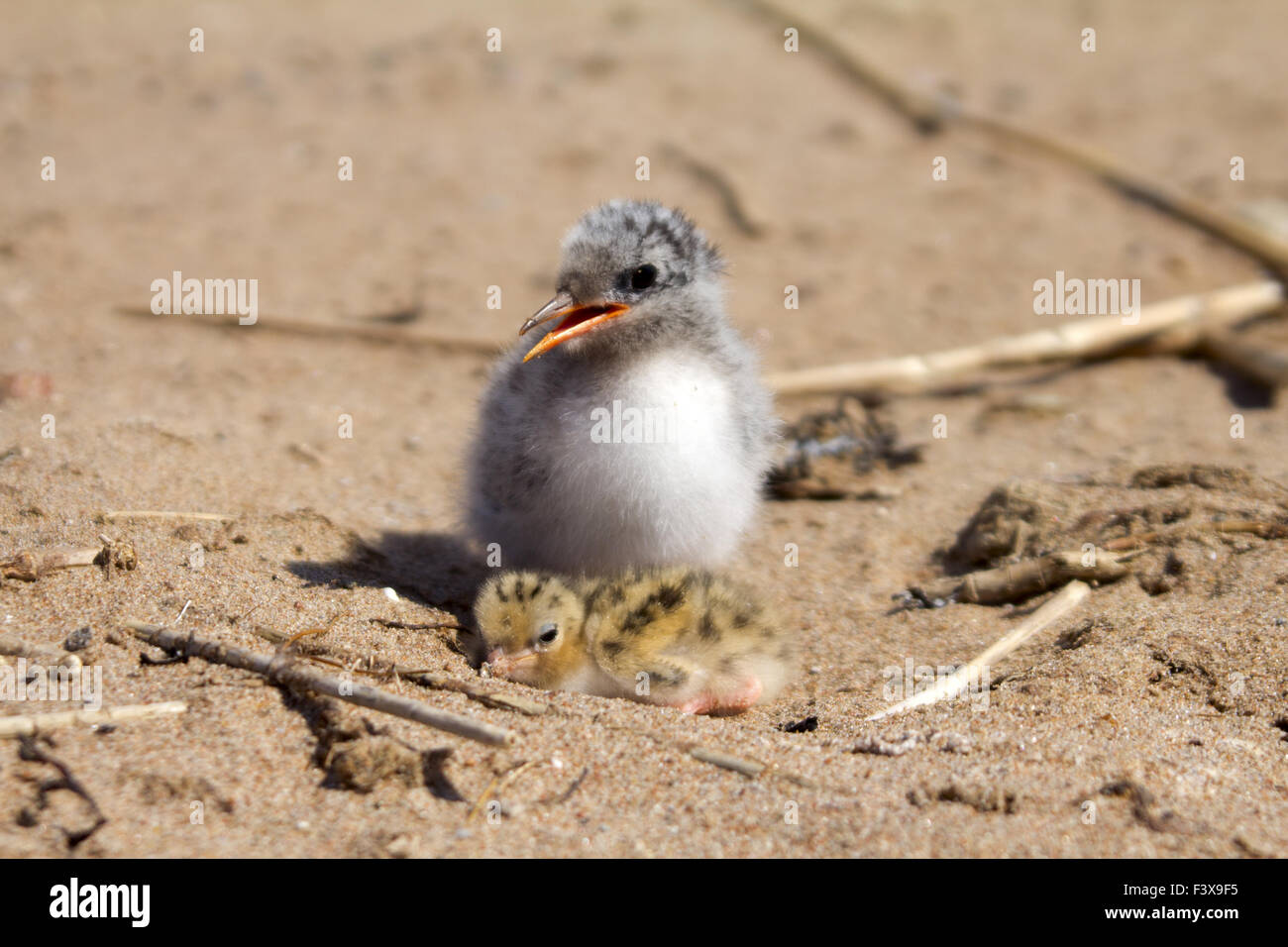 Hübsches Babyvogel Stockfoto