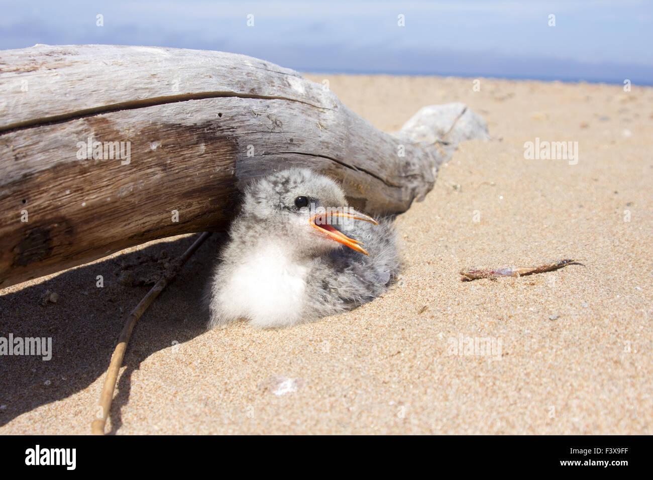 Hübsches Babyvogel Stockfoto