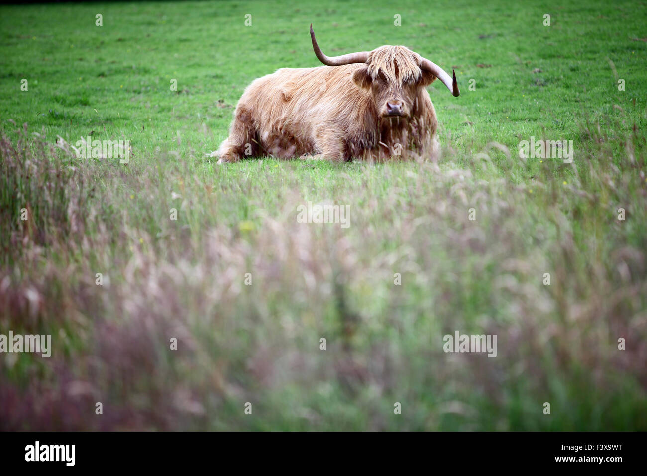 Farbbild eine Highland-Kuh auf der grünen Wiese. Stockfoto