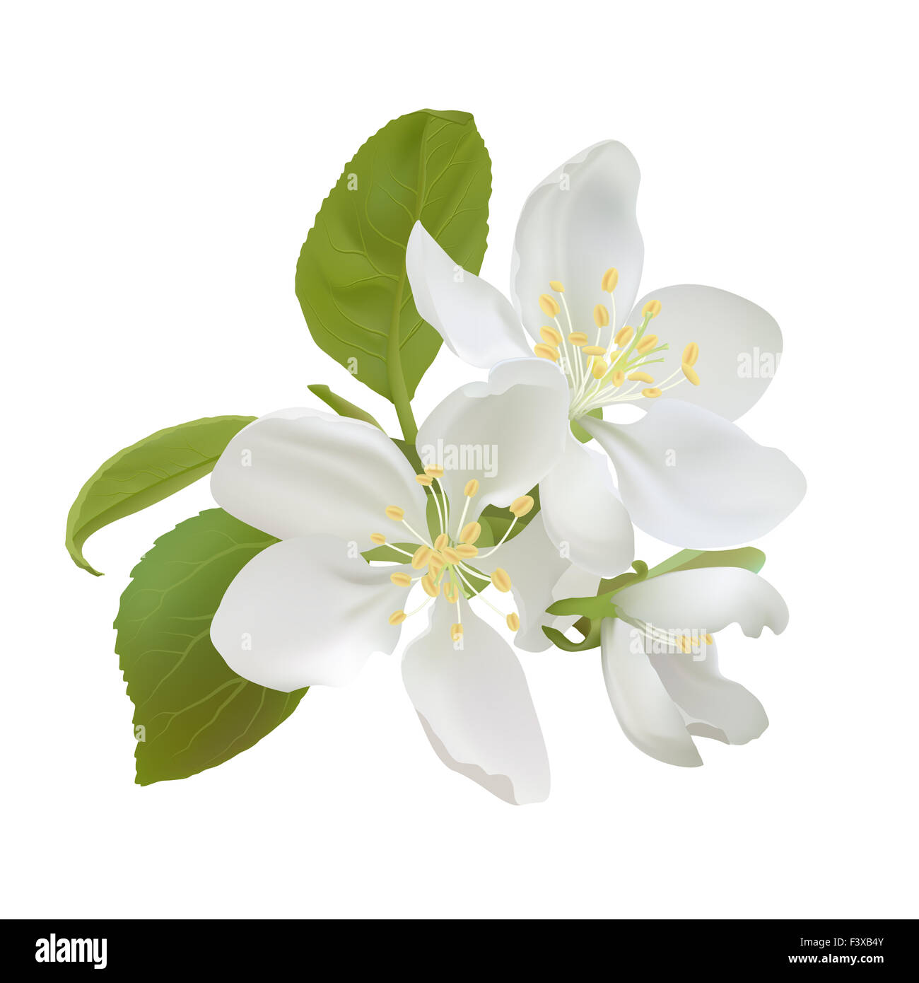 Weißer Apfel Blumen Stockfoto