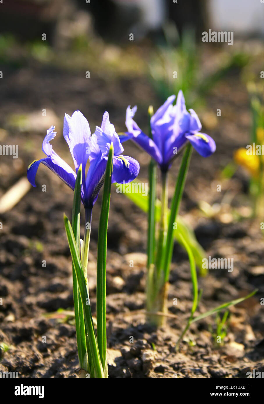 Blauen Krokus Stockfoto