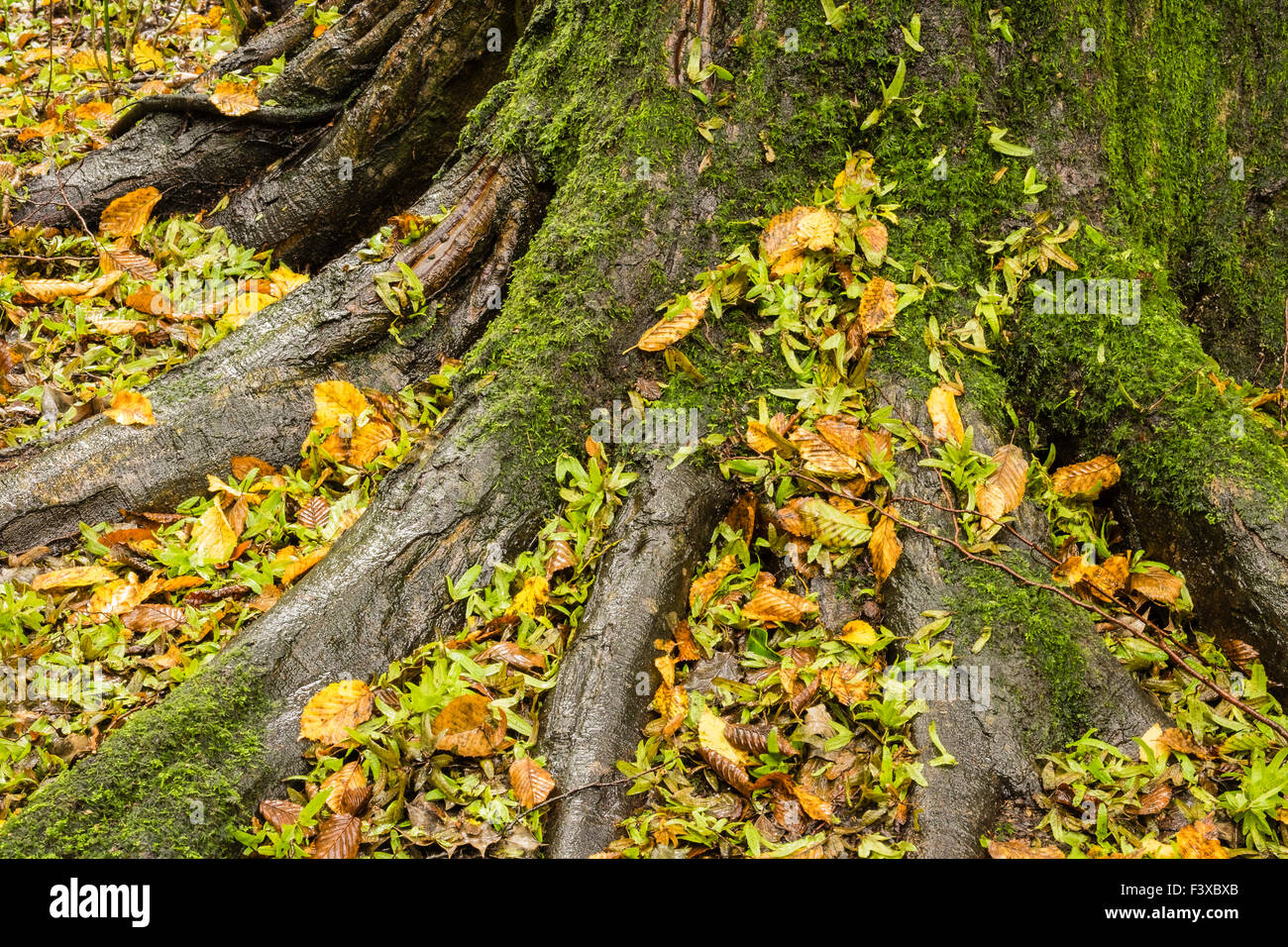 Herbstliches Laub um Baum Stockfoto