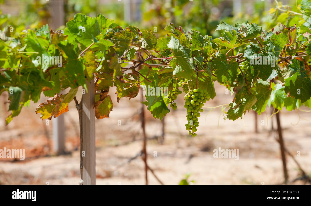 Weinblätter mit Weintraube Stockfoto