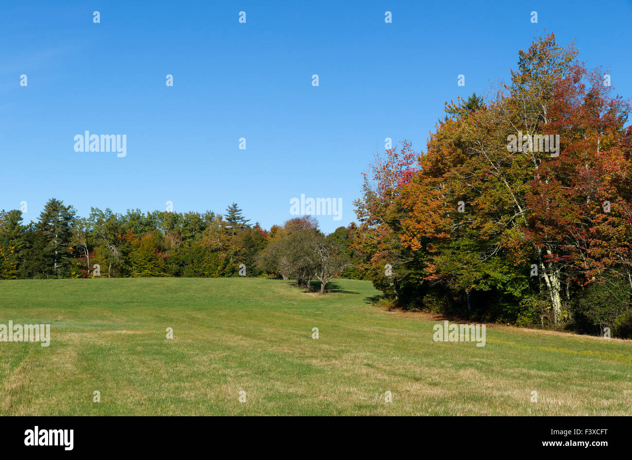 Fallen Sie Bäume an der Grenze ein Ackerland Feld in Maine drehen. Stockfoto