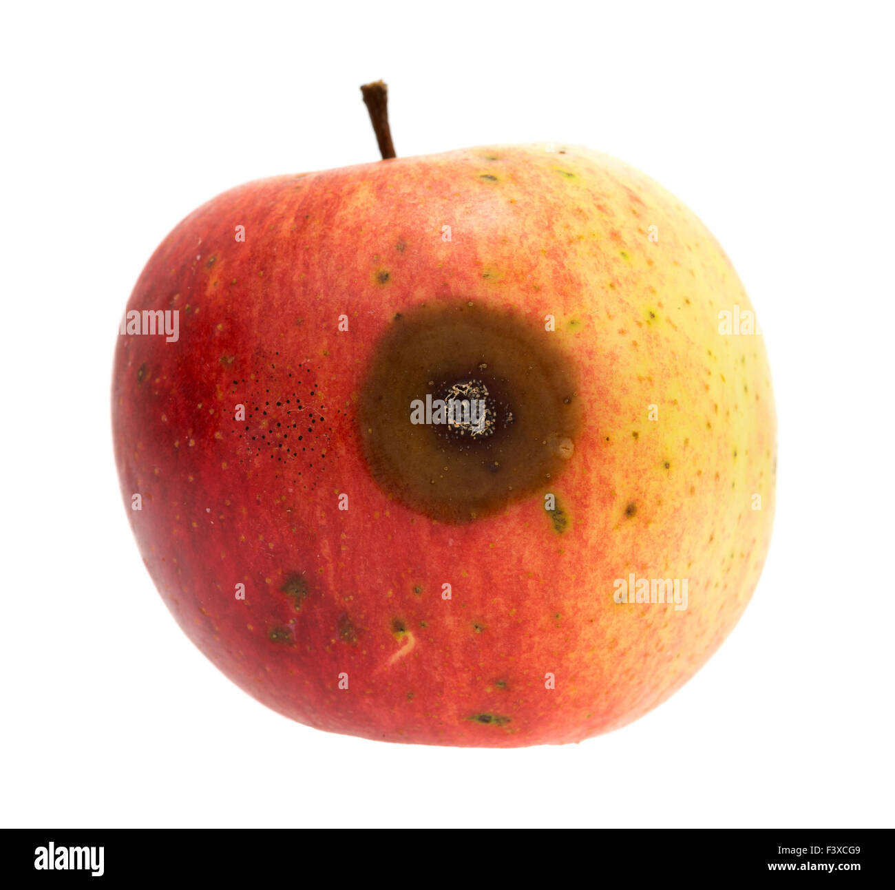 Einem schlechten Platz auf einem organischen wild Apple isoliert auf einem weißen Hintergrund. Stockfoto