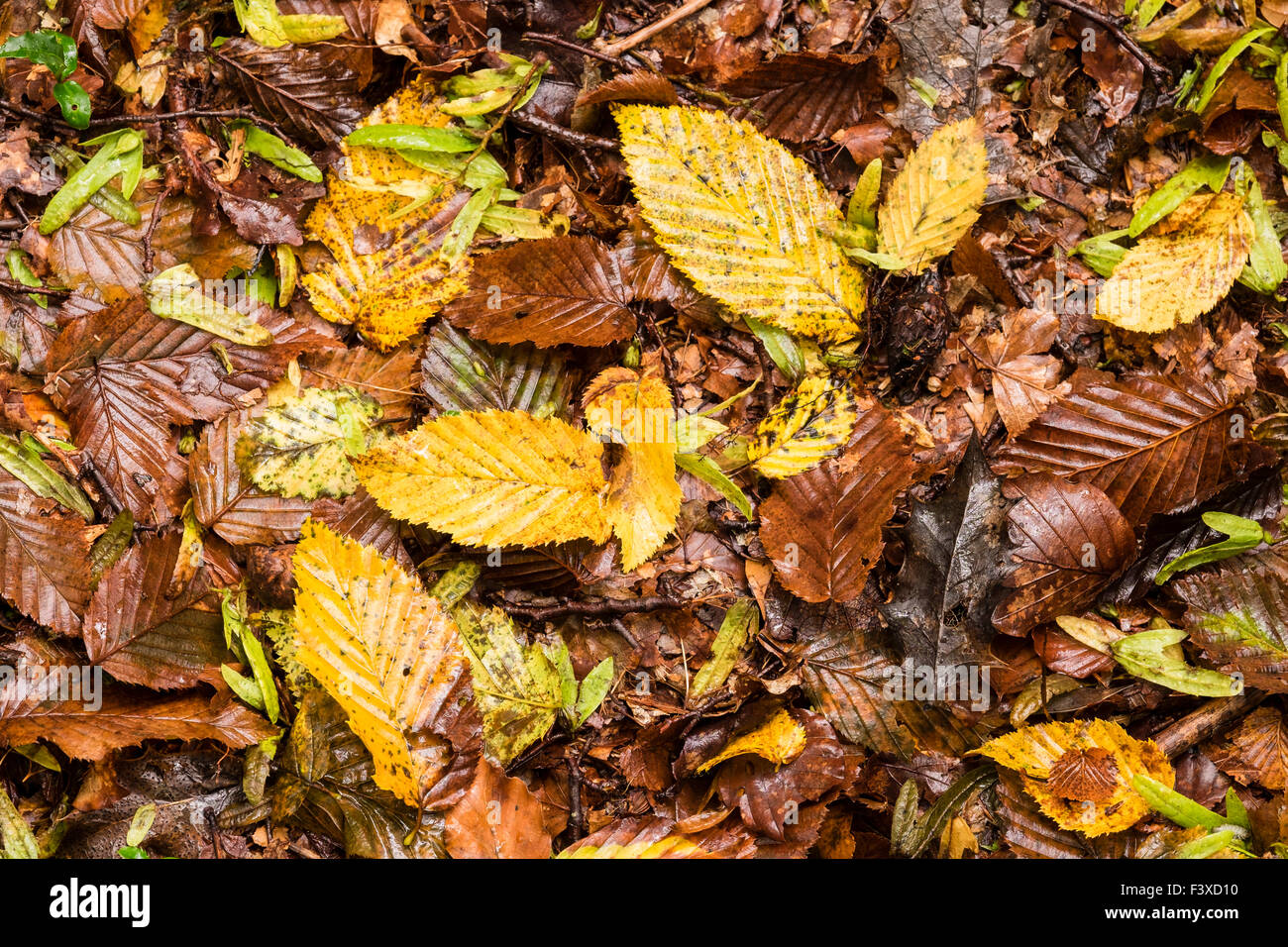 Nasses Herbstlaub auf Boden Stockfoto