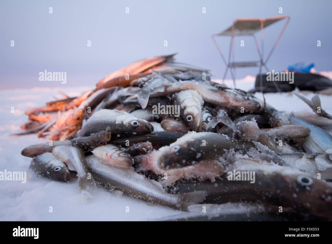 fangen an Ostsee Stockfoto