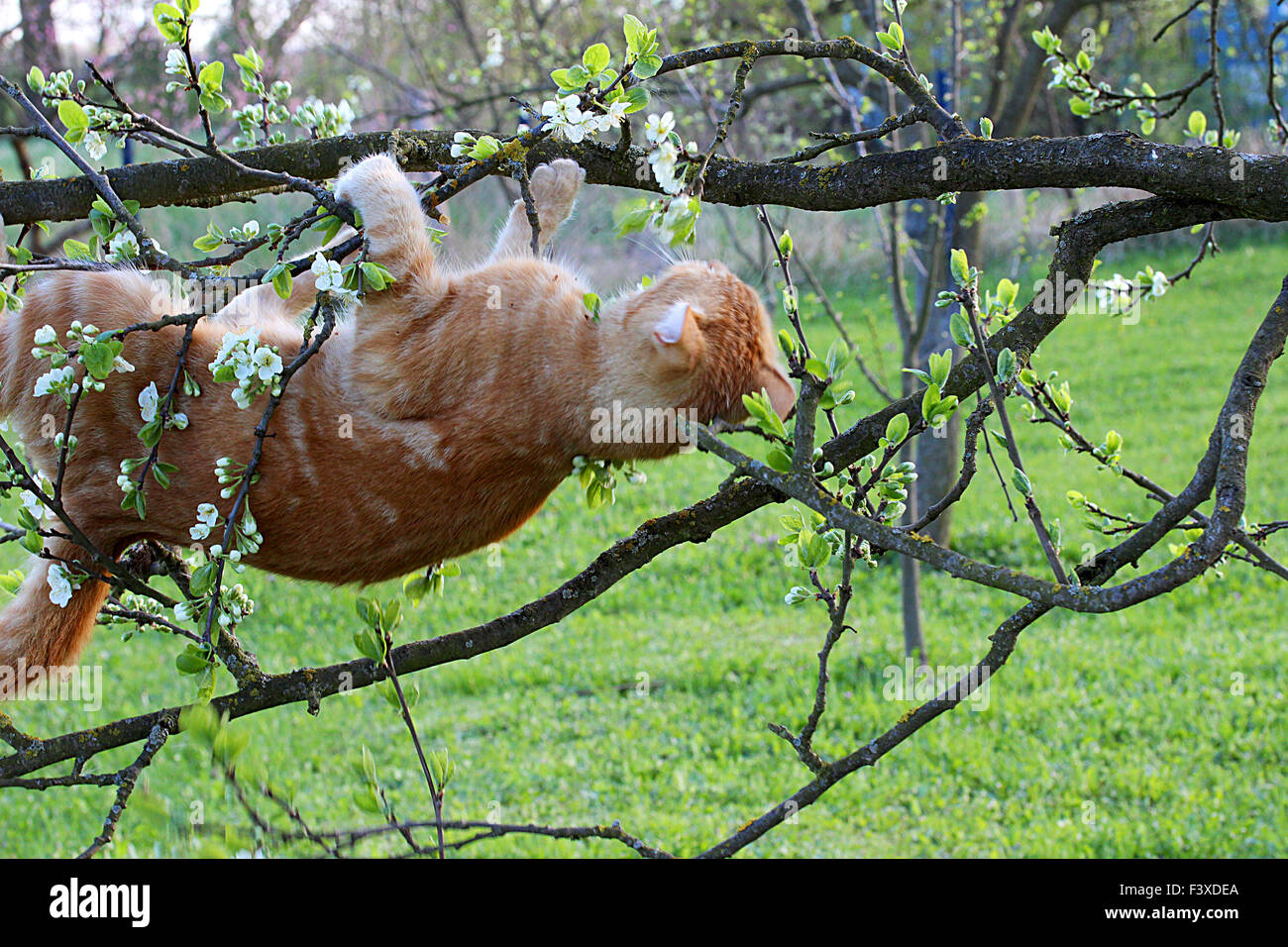 Katze ist in Baum hängen Stockfoto