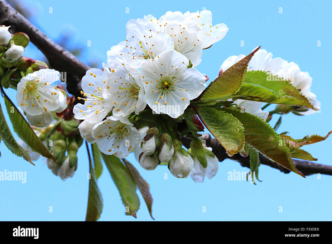 schwarze Kirschen blühen im Frühjahr Stockfoto