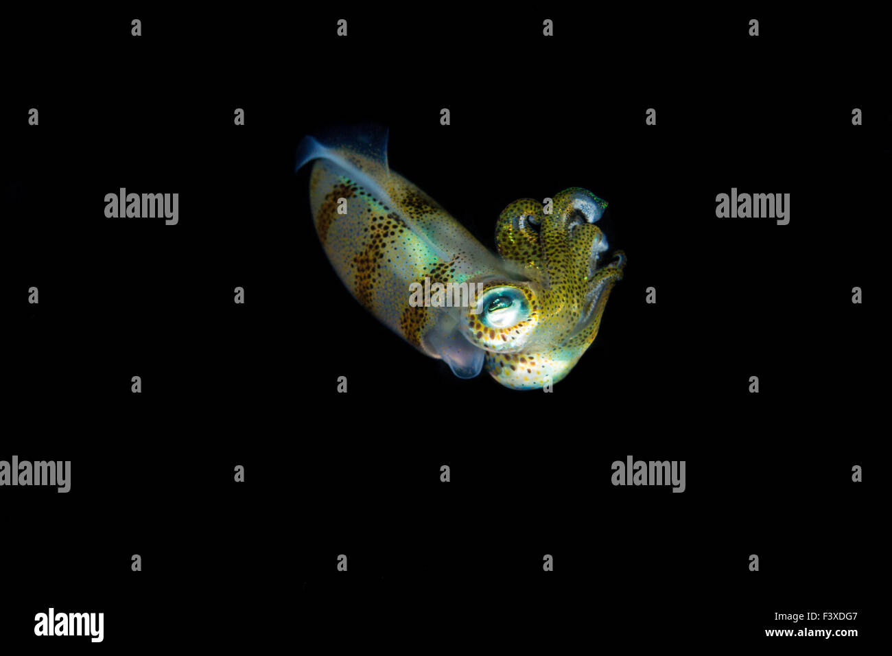 Leuchtende Tintenfisch mit Farben auf Nachttauchgang Stockfoto