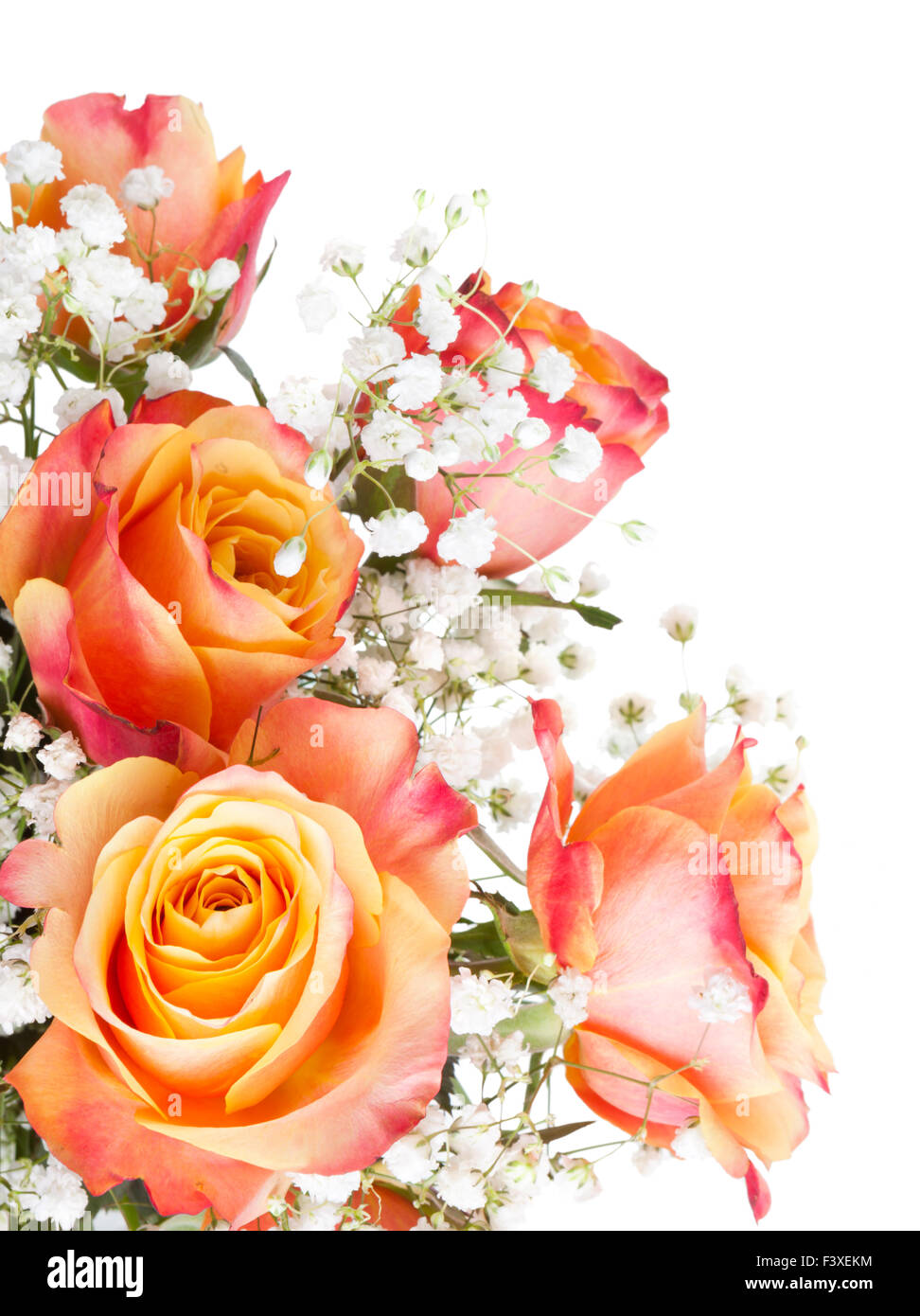 Orange Rosen mit weißen Blüten Stockfoto