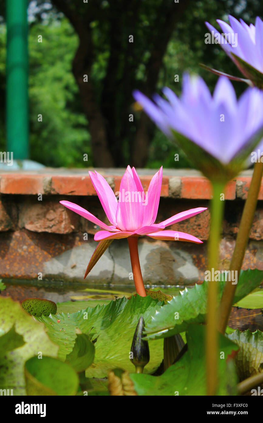 Lotus im Teich Stockfoto