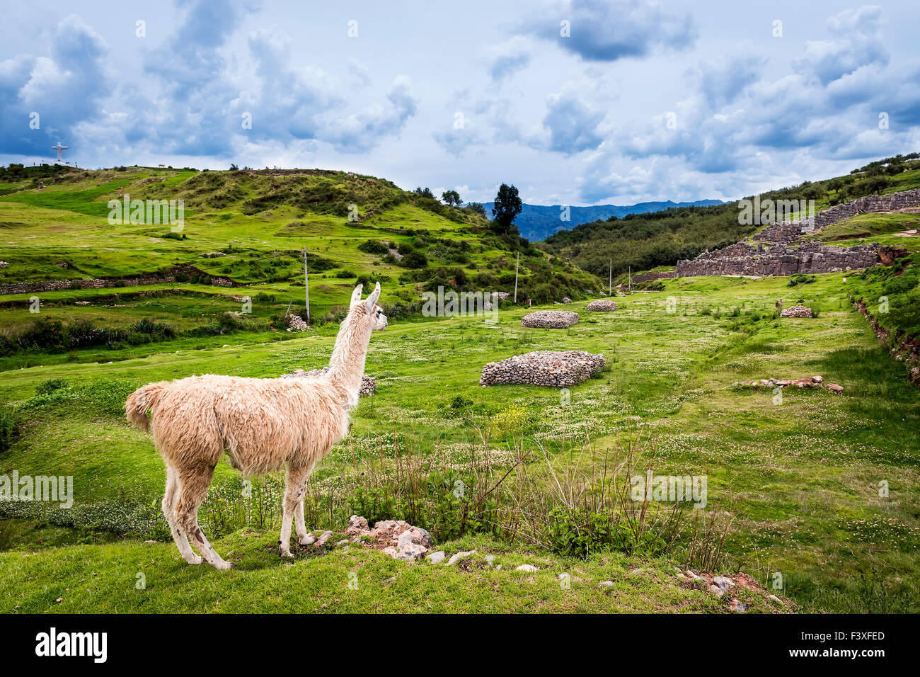 Lama in den Bergen rund um Cusco, Peru Stockfoto