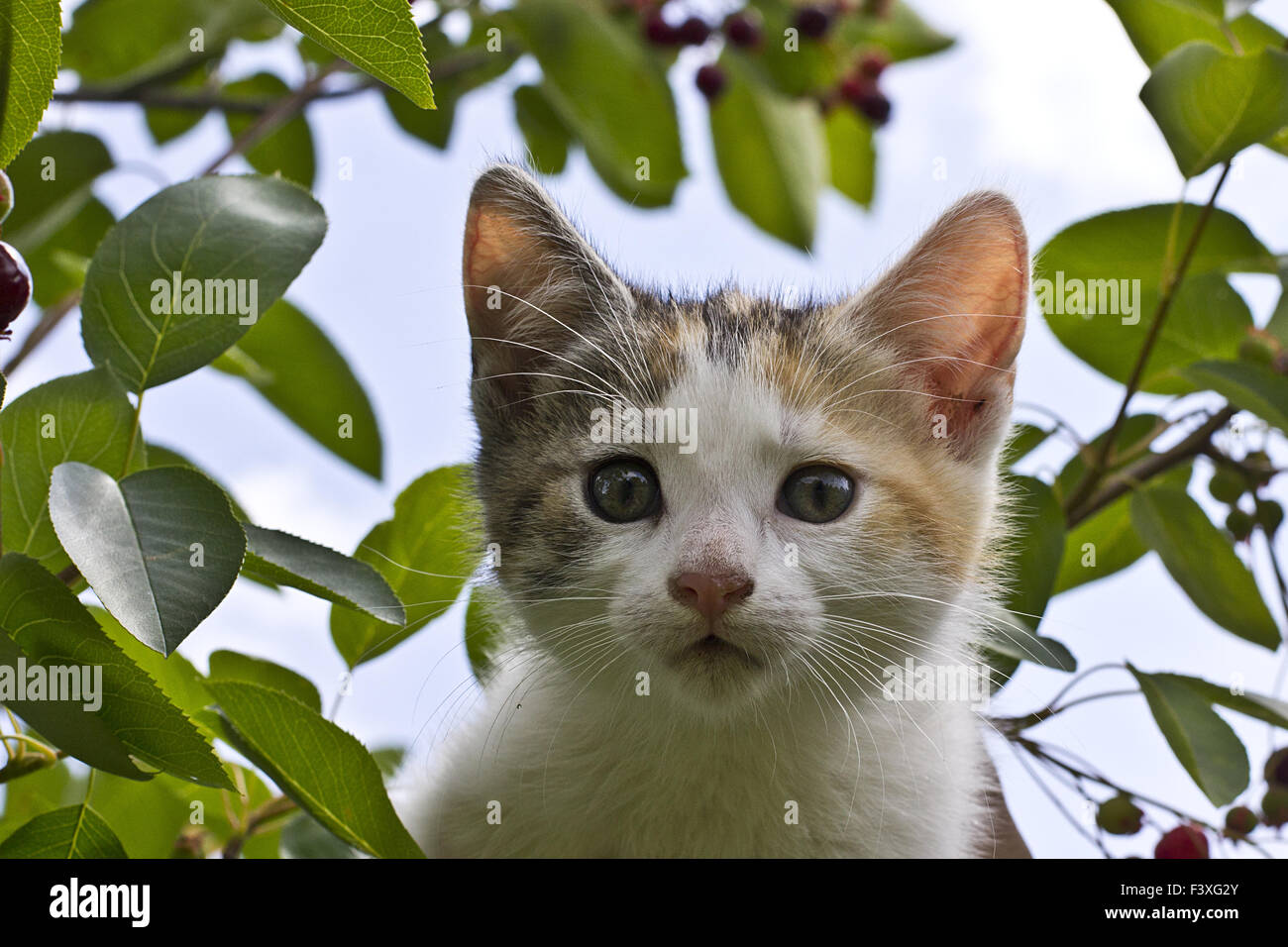 Katze in Kirschbaum, 6 Wochen alt. Stockfoto