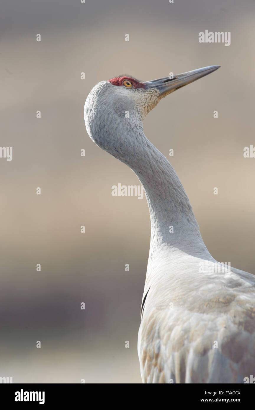 Sandhill Kran (Grus Canadensis), George C Reifel Migratory Bird Sanctuary, Vancouver, Britisch-Kolumbien, Kanada Stockfoto