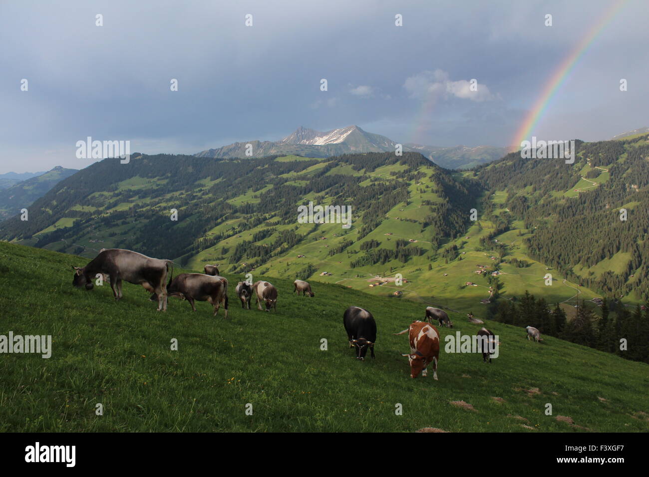 Grasende Kühe im Berner Oberland Stockfoto