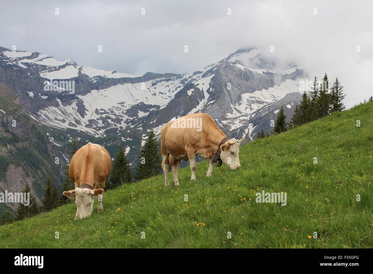 Simmentaler Kühe weiden Stockfotografie - Alamy