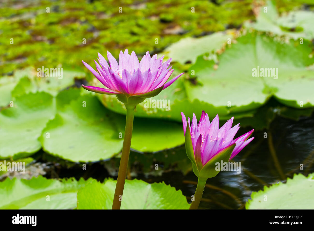 Lila Lotus im Teich Stockfoto