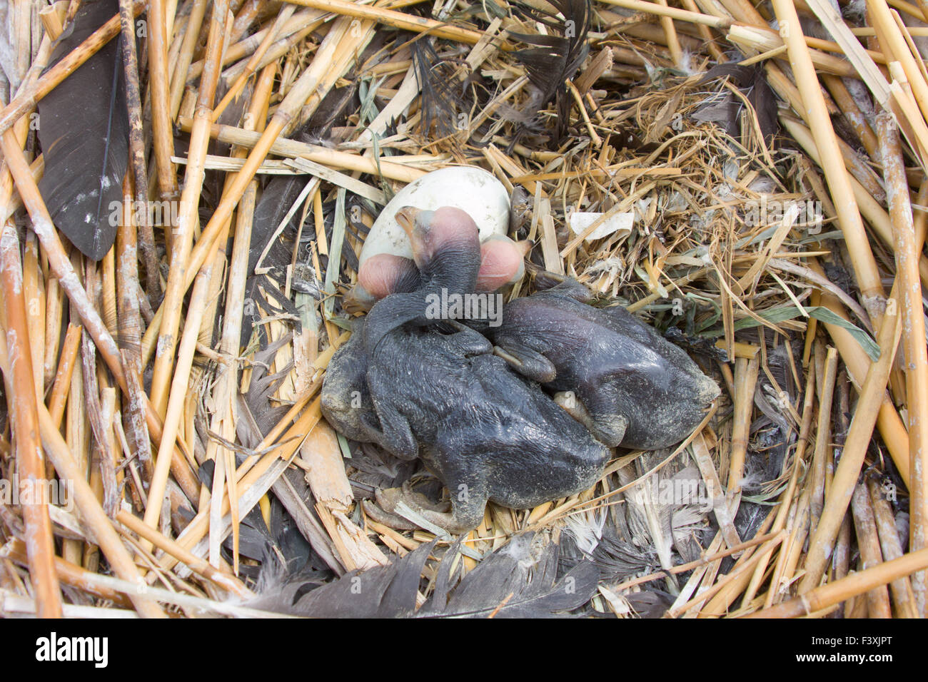 Baby-Vögel von der Kormoran Stockfoto