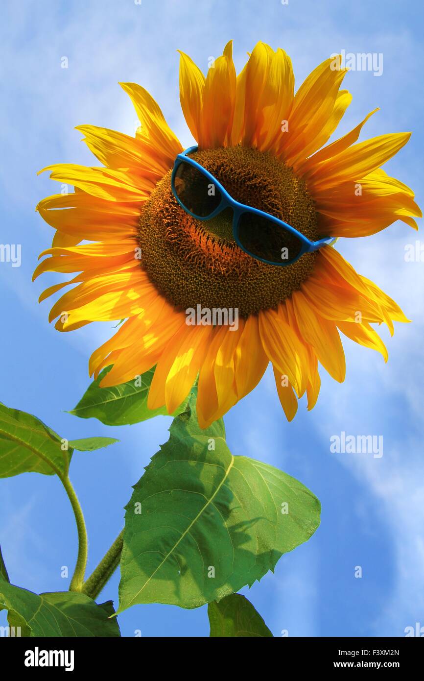 lustig, gelbe Sonnenblume mit Sonnenbrille Stockfoto