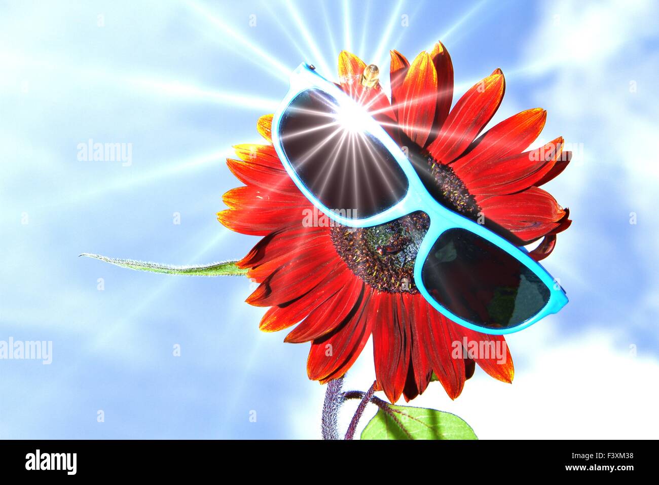 lustig, rote Sonnenblume mit Sonnenbrille Stockfoto