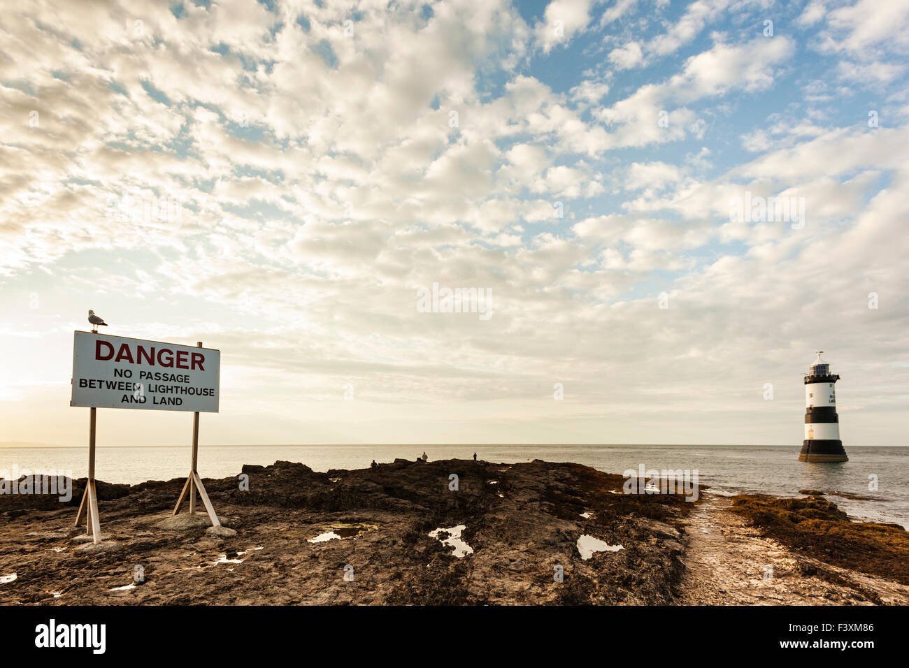 Möwe sitzt auf Warnschild am Penmon Point Lighthouse, Nordwales Stockfoto