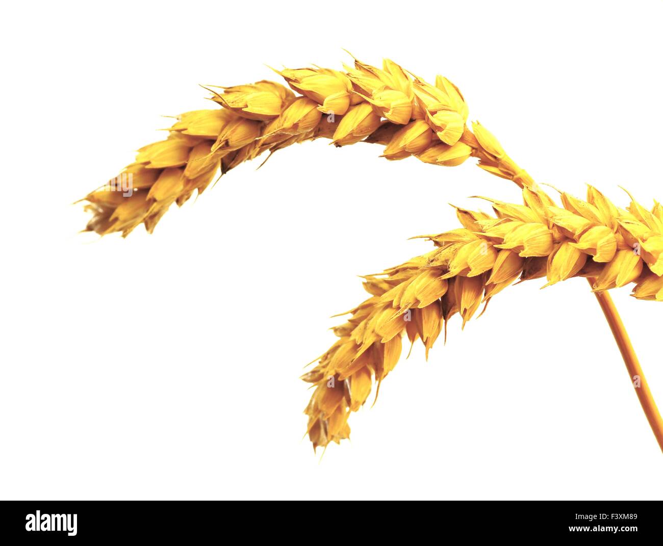 Ohr-Mais - Weizen - isoliert Stockfoto