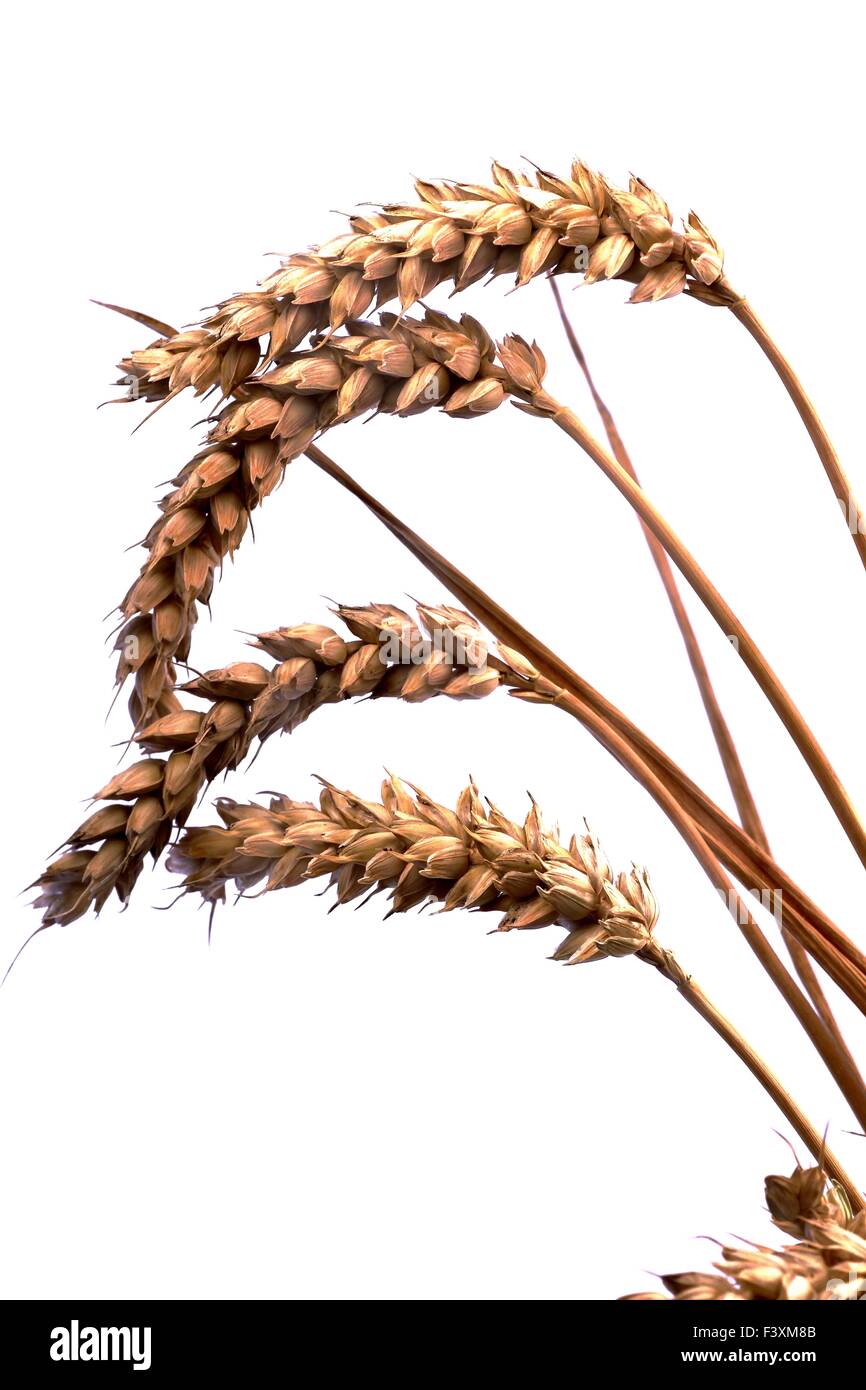 Getreide-Ohren - Weizen - isoliert Stockfoto