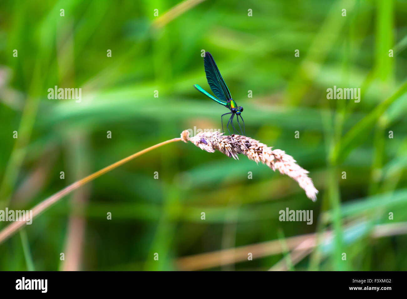 Libelle im Sommer auf dem Fluss Stockfoto