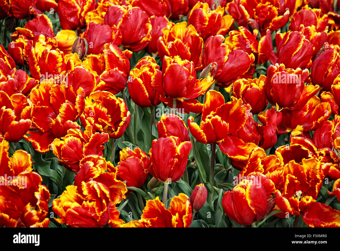Tulpen 02 Stockfoto
