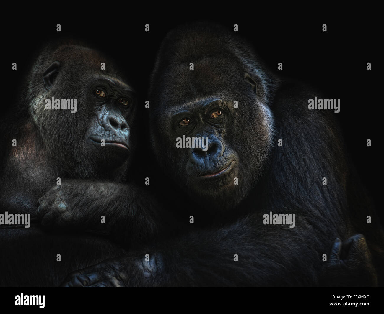 Gorillas in der Liebe Stockfoto